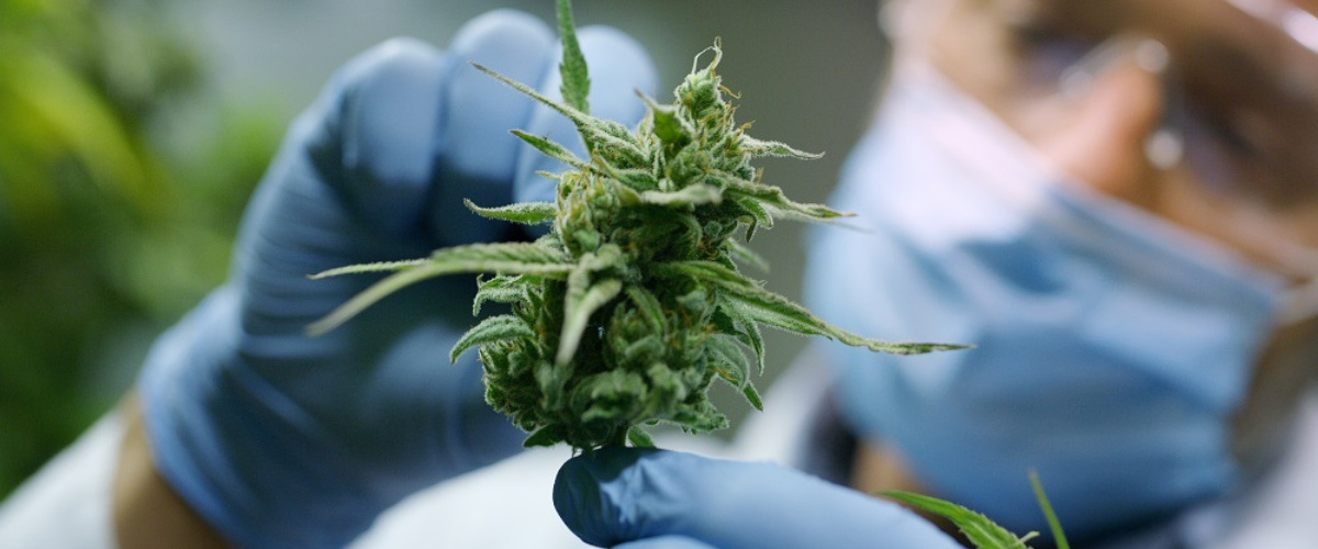 scientist inspecting cannabis plant