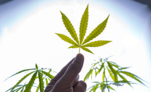 Is cannabis legal